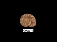 藏品(臺灣大山蝸牛)的圖片